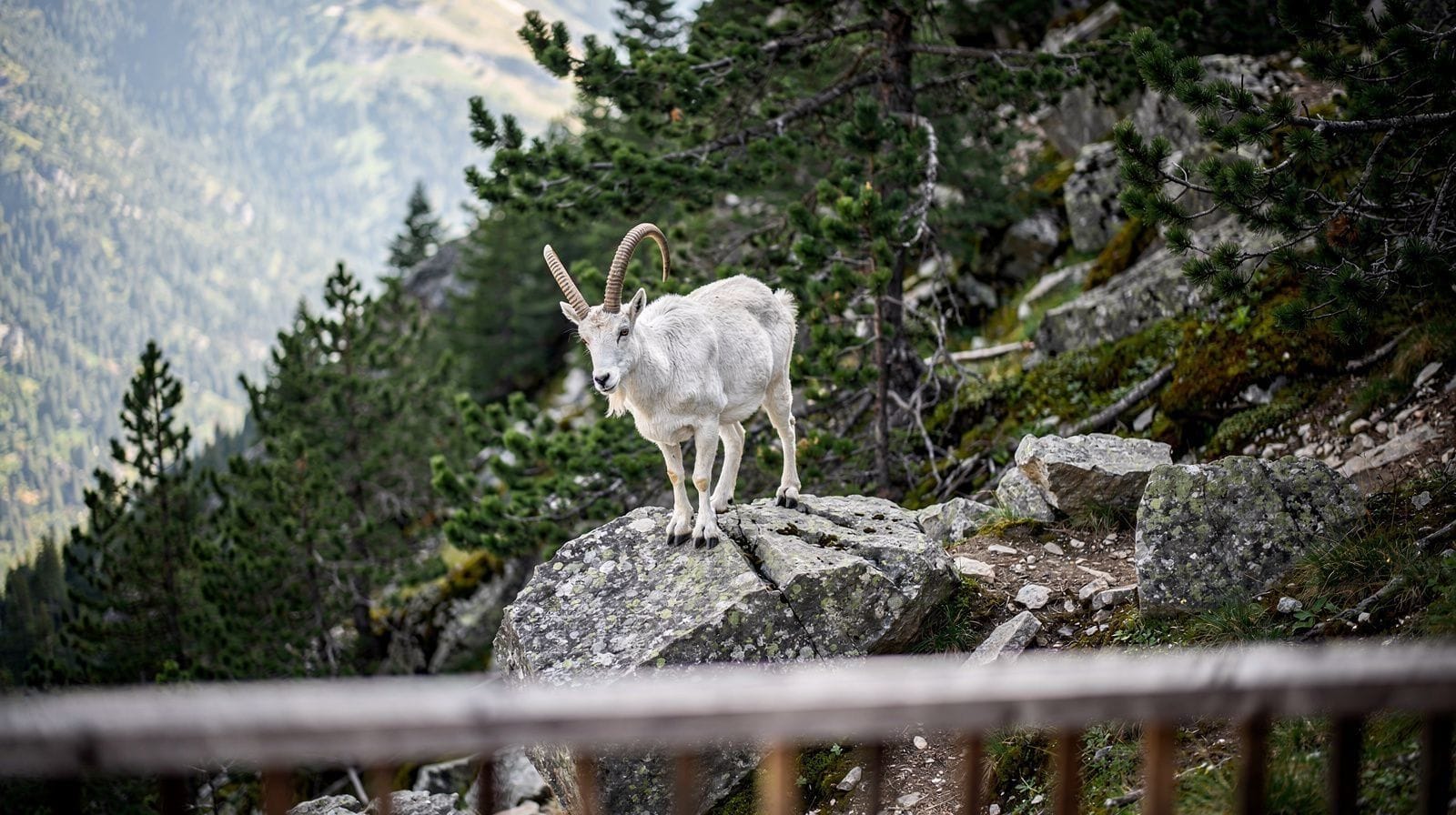 Alpenzoo Innsbruck