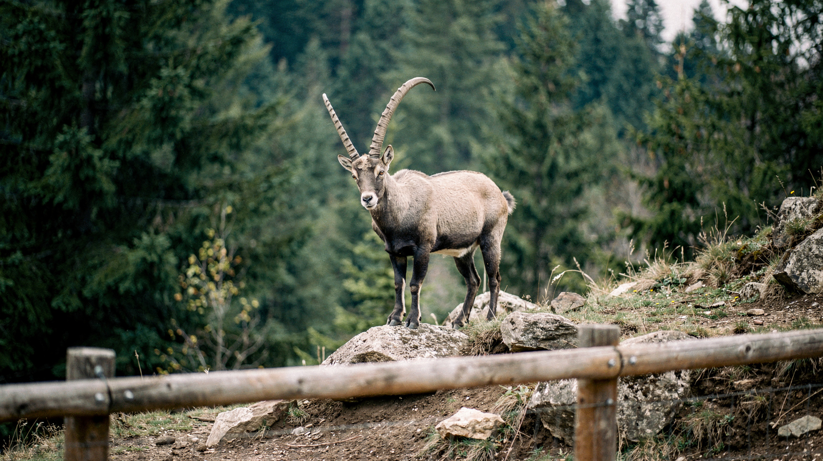 Alpenzoo Innsbruck: Which Animals Will You Actually See